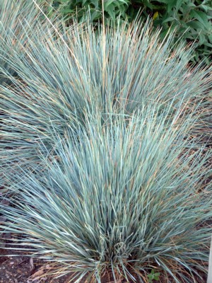 helictotrichon sempervirens -sapphire-