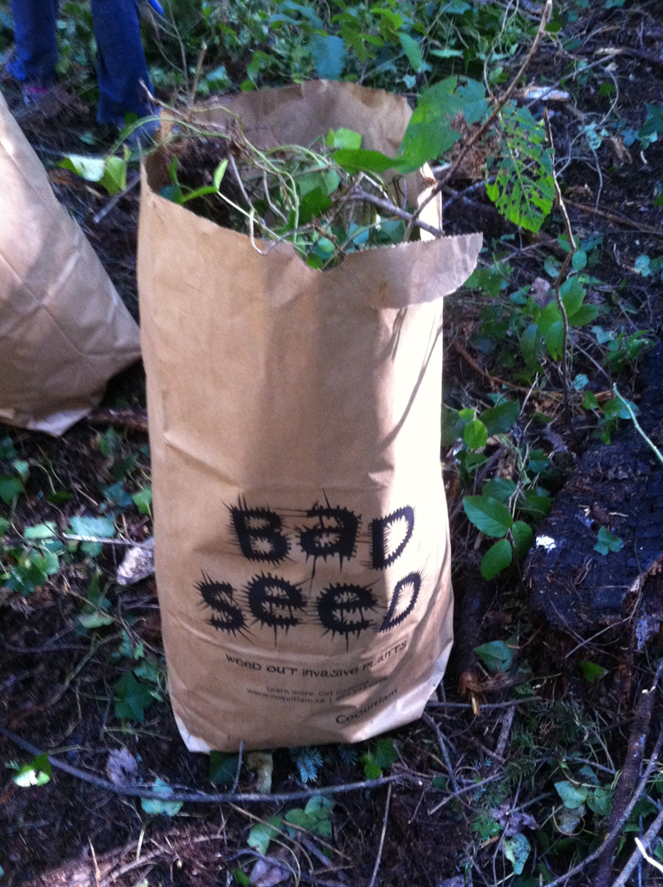 bad-seed-4