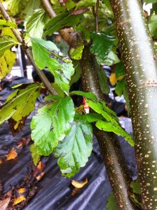 Perottia persica