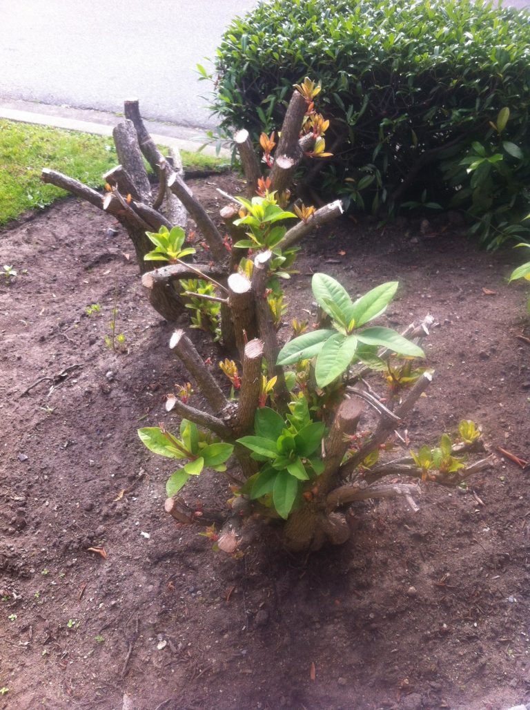 Landscaping and Property Maintenance Rhododendron pruning 101