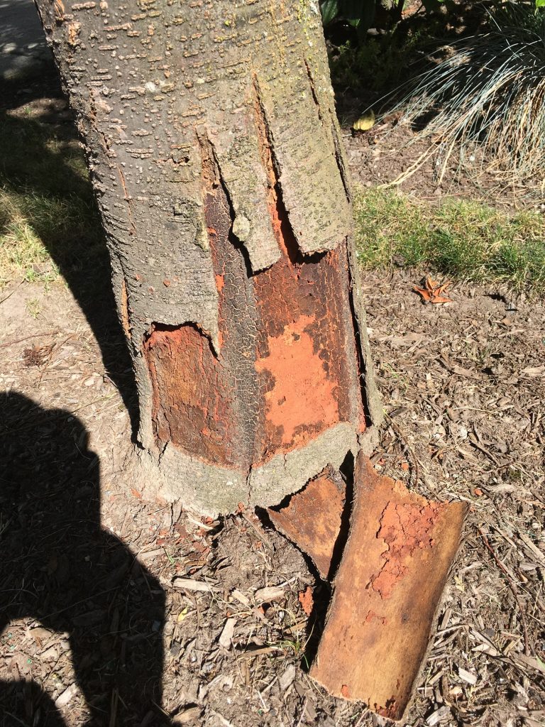 Landscaping And Property Maintenance Is Peeling Bark On Mature Zelkova Serrata Trees A Cause